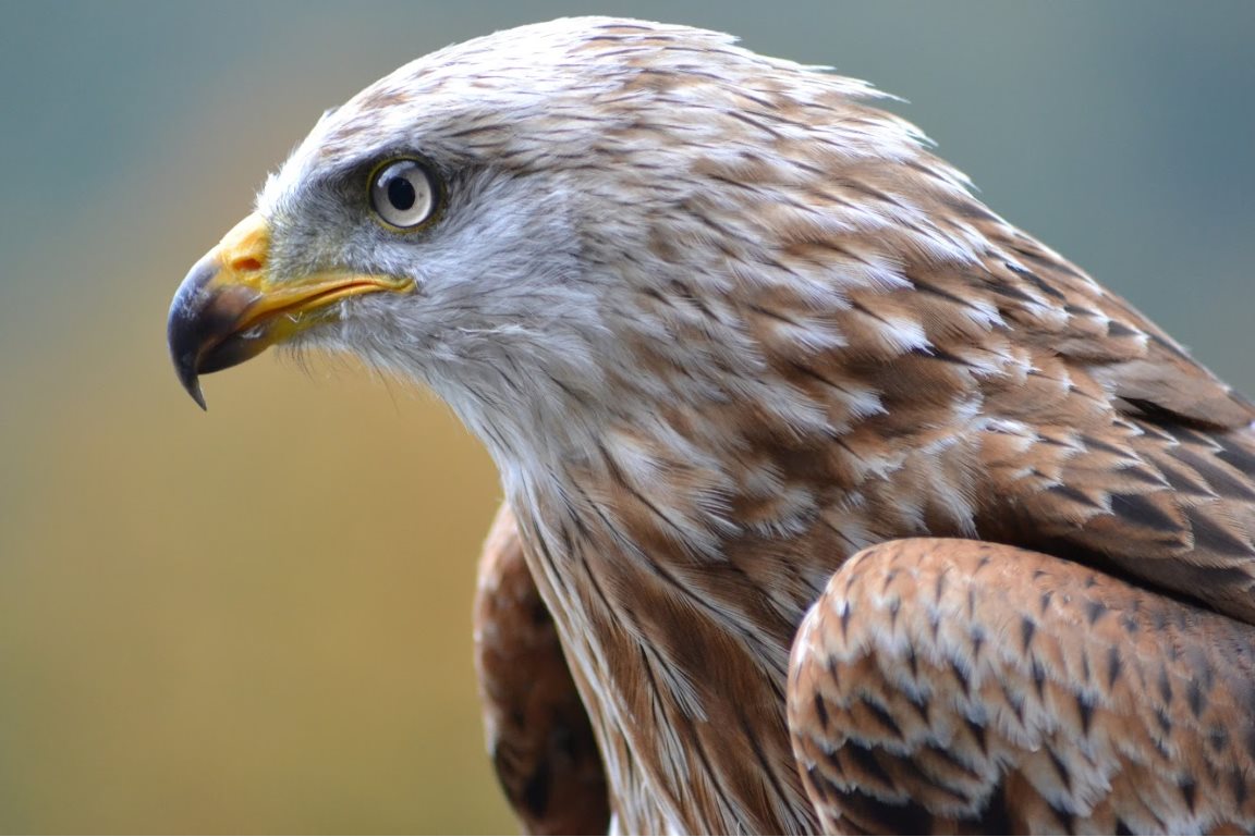eaglefalconbird